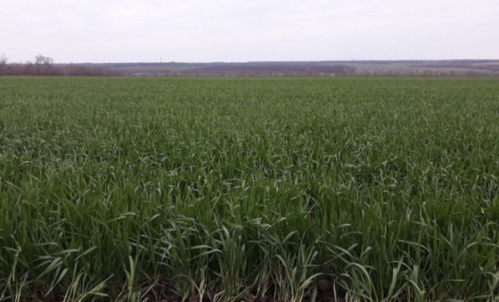Агроном розповів, як живе сільське господарство Краматорського району під час війни