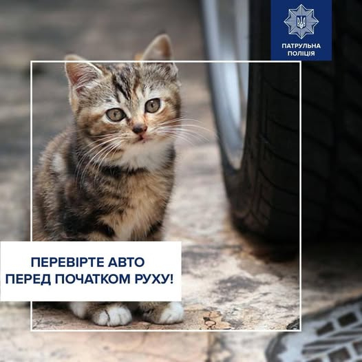 Із настанням холодів чимало вуличних тварин шукають затишне та тепле місце