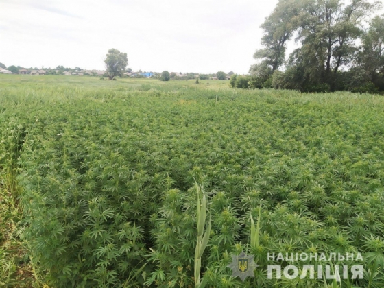 Вблизи Лимана комбайном уничтожили плантацию конопли в полгектара