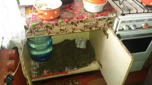 В Краматорске изъяли 3 кг конопли