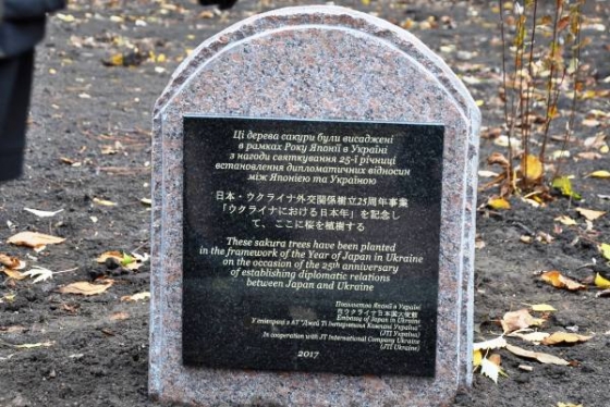 На аллее сакур украли четыре дерева