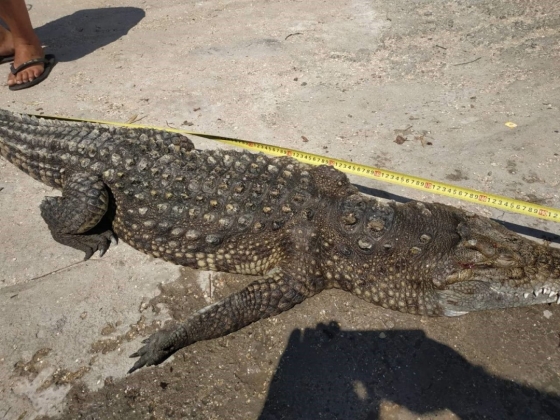 Крокодила-беглеца на Арабатской Стрелке вытащили из воды уже мертвым