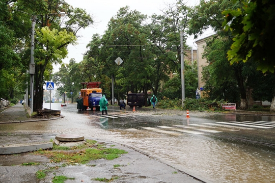 В Краматорске из-за рухнувшего дерева остановлено движение троллейбусов 2-го маршрута