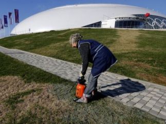 В олимпийском Сочи красят траву