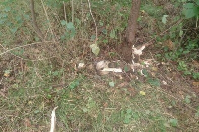 В Славянском сквере Мечты нашли человеческий череп