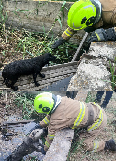 У Краматорському районі врятували собак, які опинилися у водоймищі