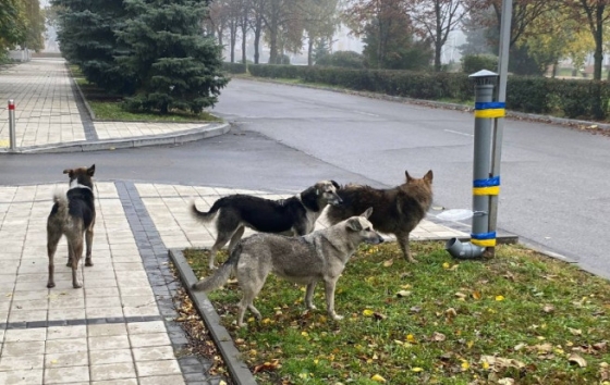 Фото з чергою із собак до годівниці у Краматорську набрали сотні тисяч переглядів. Що з годівницями зараз