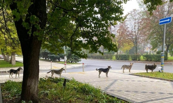 У Краматорську встановили станцію вигодовування тварин, які втратили домівки