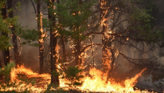 На окупованій Луганщині росіяни не можуть загасити масштабні пожежі