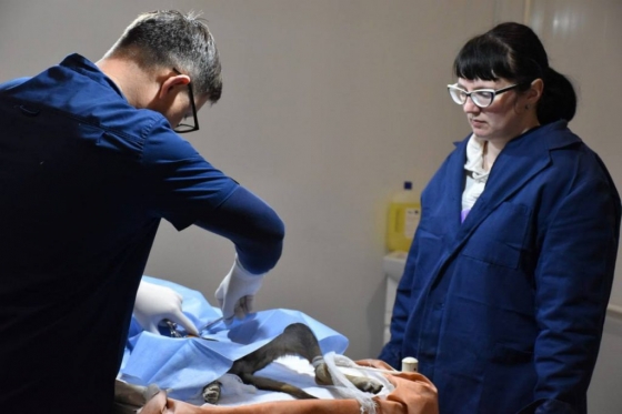 У Краматорську стерилізують безпритульних тварин