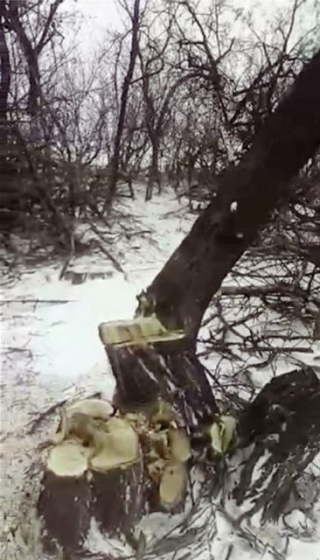 В Краматорске «черные лесорубы» спилили деревьев на 150 тысяч гривен