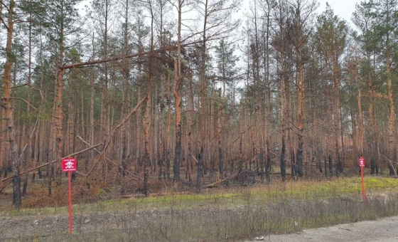 У Краматорському районі триває відновлення лісів: майже 12 тис. молодих сосен висадили цього року у Лиманській громаді 