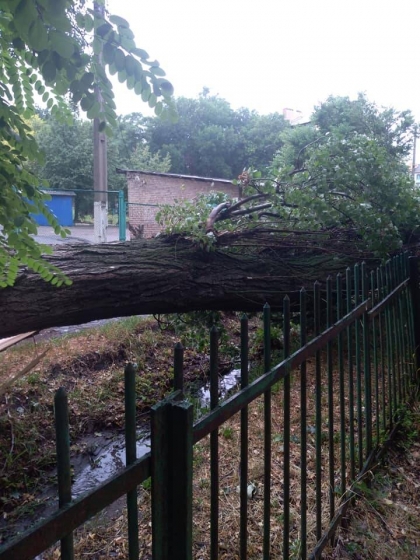 большое дерево упало на забор 25-й школы