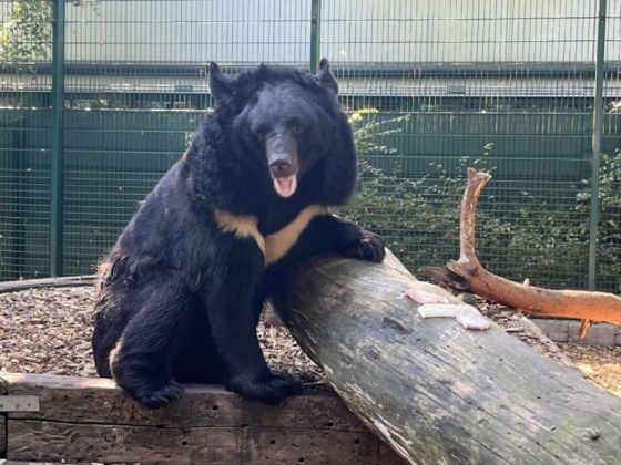 Ведмедю, який пережив окупацію у зоопарку Yampol Zoo в с. Ямпіль Краматорського району, знайшли новий дім