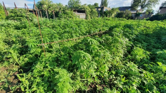 Викрито жінку, яка вирощувала наркоплантацію з понад 700 кущів конопель