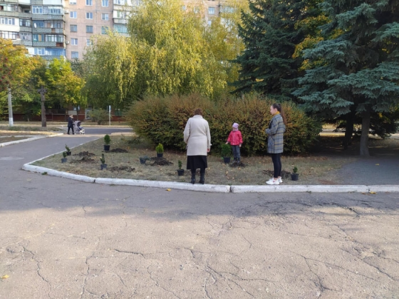 В Краматорске воры выкопали саженцы туй возле Центральной городской библиотеки