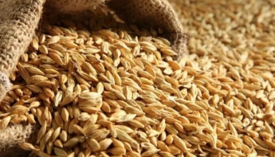 росіяни продовжують вивозити з Маріупольського району вкрадене українське зерно