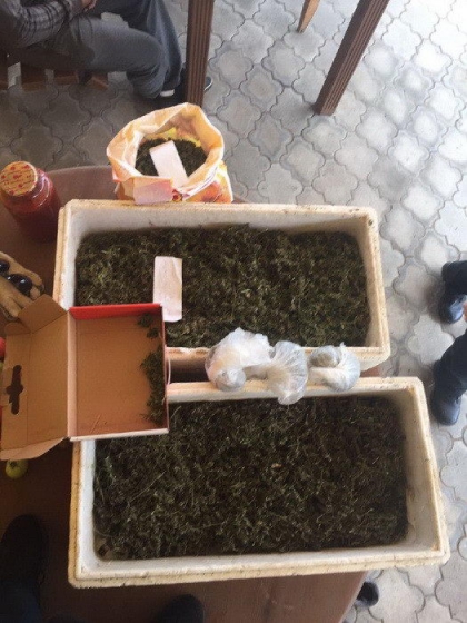 Плантация марихуаны обнаружена в Краматорске