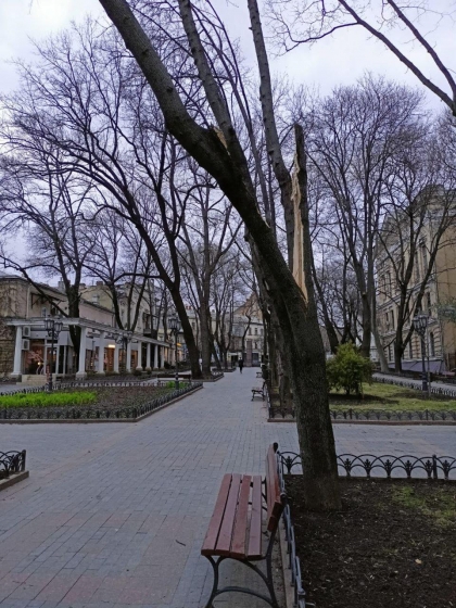 В Одесі сильний вітер повалив та пошкодив понад 100 дерев