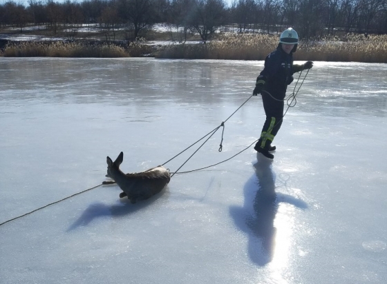 В Краматорске спасли косулю, которая из-за травмы не могла перейти замерзший водоем 