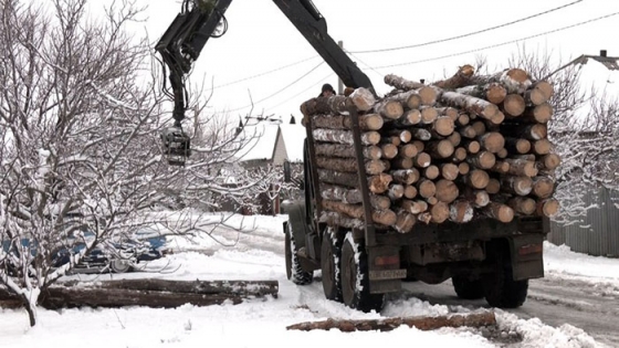 Лиманський лісгосп заготовив 16 тисяч кубів деревини