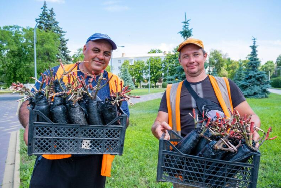 Краматорську подарували 500 саджанців троянд