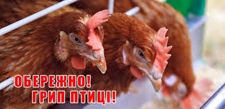 Обережно! Грип птиці!
