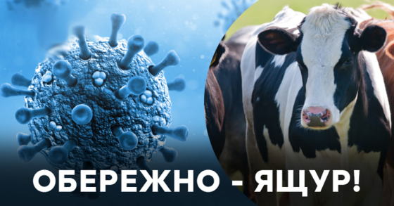 Увага! Ящур! Небезпека близько