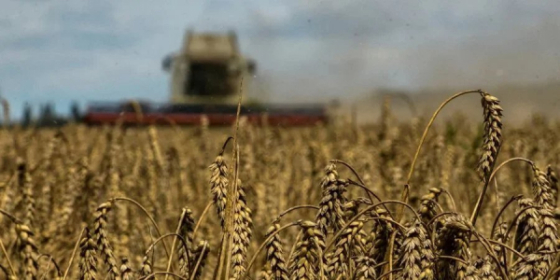 Цього року Росія викрала близько пів мільйона тонн зерна з ТОТ Запоріжжя, - ОВА