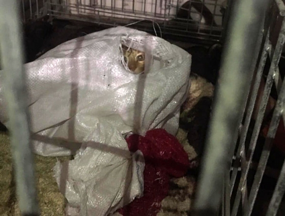 На залізничному вокзалі в Краматорську в сумці та ящику виявили 9 кішок