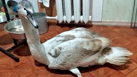 Мешканка Краматорська прихистила вдома лебедя, врятованого з озера (видео)