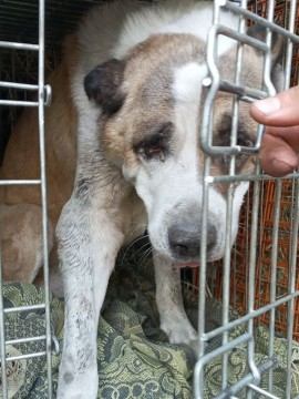 Втомленого та пораненого алабая вивезли з Білицького