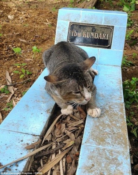 В Индонезии кошка уже год прожила на могиле своей хозяйки (фото)