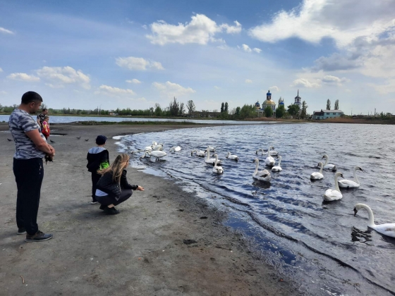 Десятки лебедей поселились на озерах Славянского курорта