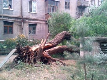 В Краматорске рухнуло дерево