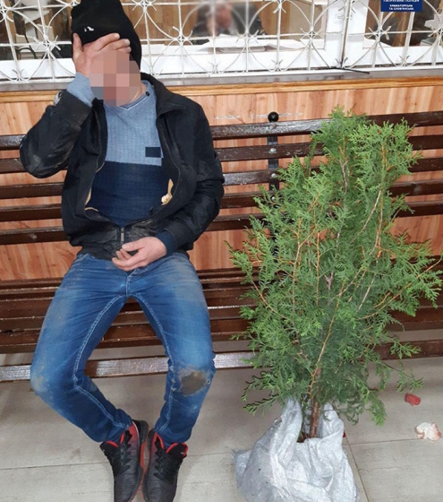 В Краматорске вор выкопал пихту на центральной площади города