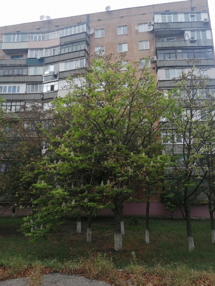 У Краматорську восени зацвіли каштани