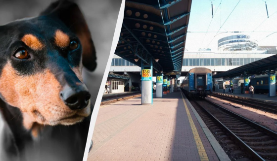 Собаки в столичному метро: запущено обговорення про їх перевезення в окремих вагонах