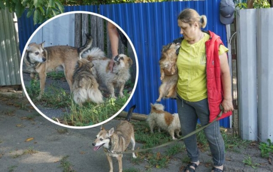 Переселенка з Донбасу врятувала понад 40 тварин: всіх забрала з собою в безпечне місце 
