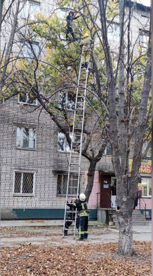Никопольские спасатели спустили с дерева беременную женщину, забравшуюся на высоту 4-го этажа, - ГСЧС