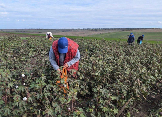 В Україні збирають перший урожай бавовни, наступного року посіви збільшать до 30 тисяч гектарів