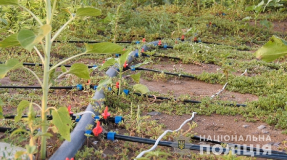 В Херсонской области обнаружили поле конопли на более чем 300 миллионов гривен