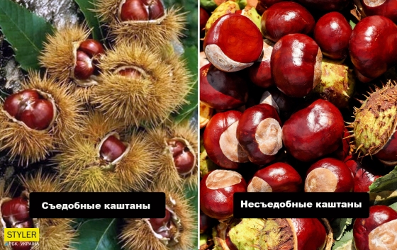 В Луцке умерла 8-летняя девочка: родители накормили каштанами?