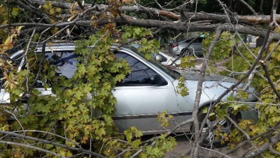 В Краматорске на автомобиль упало дерево