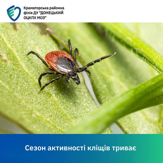 26 краматорців постраждали від укусів кліщів з початку року. Є захворілі на кліщовий бореліоз