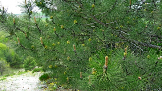 В региональном ландшафтном парке «Краматорский» цветет крымская сосна