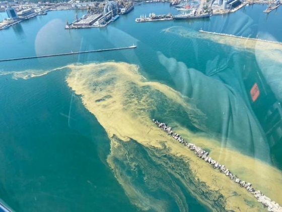 Черное море в Одессе зацвело и превратилось в &quot;кисель&quot;: людей предостерегают от купания и лова рыбы