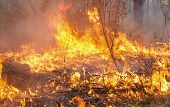 Внаслідок загоряння зазнали ушкоджень ділянки парку РЛП «Краматорський»