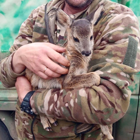 У лісі під Лиманом з-під обстрілів військові винесли крихітне оленя (ФОТО)