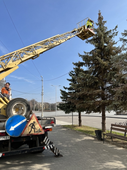 У Краматорську борються з передчасним старінням насаджень